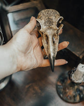 Cargar imagen en el visor de la galería, Figura Resina Calavera Cuervo
